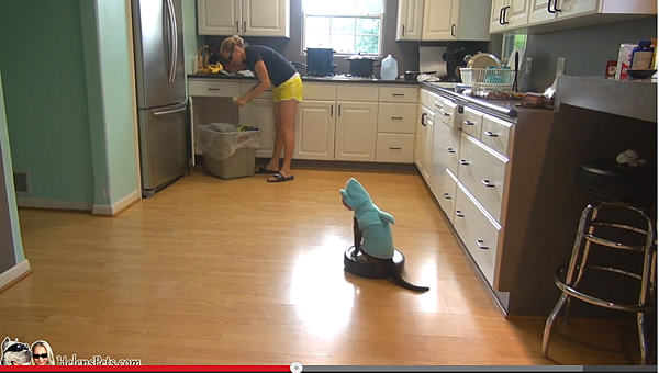 sharkcat2 sharkcat2