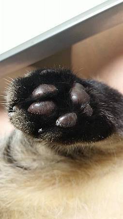 10635779_941631122519046_4636883501636739436_n