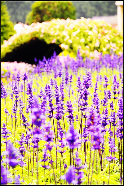 IMG_7850.jpg IMG_7850.jpg