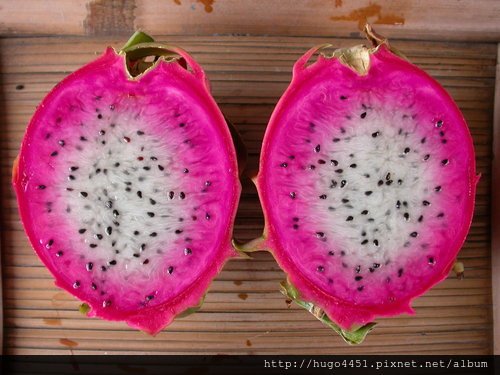 瀚东莱红龙果~~生理特性栽培管理_台湾瀚东莱