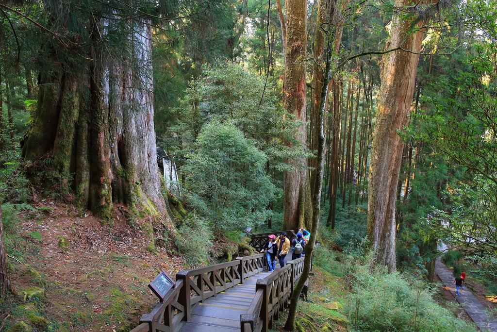 嘉義阿里山森林遊樂區 阿里山神木群