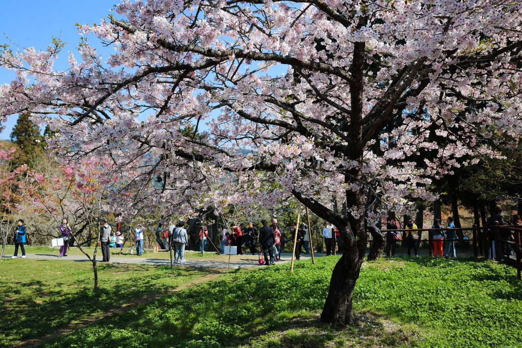 嘉義阿里山森林遊樂區 阿里山櫻花季