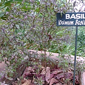 P104002大黑羅勒較貴 P104002大黑羅勒較貴