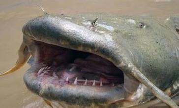 巨型鯰魚 巨型鯰魚