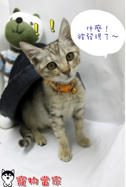 哈士奇居家清潔公司-寵物當家-小貓愛玩躲貓貓4.JPG