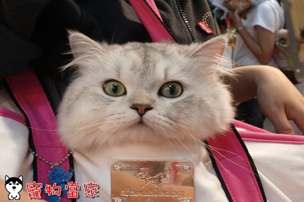 哈士奇居家清潔公司-寵物當家-2010寵物用品展26.JPG
