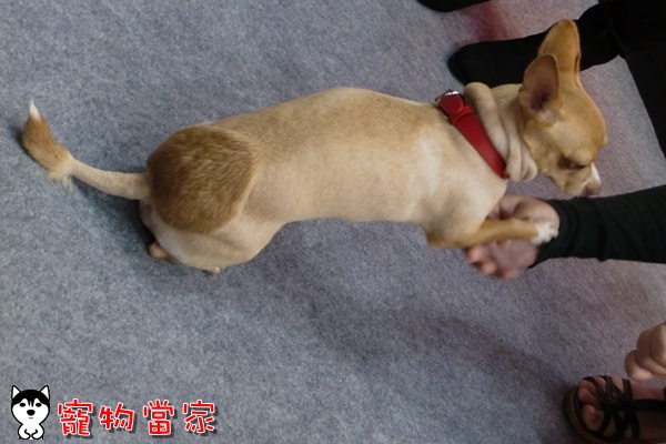 哈士奇居家清潔公司-寵物當家-2010寵物用品展33.JPG