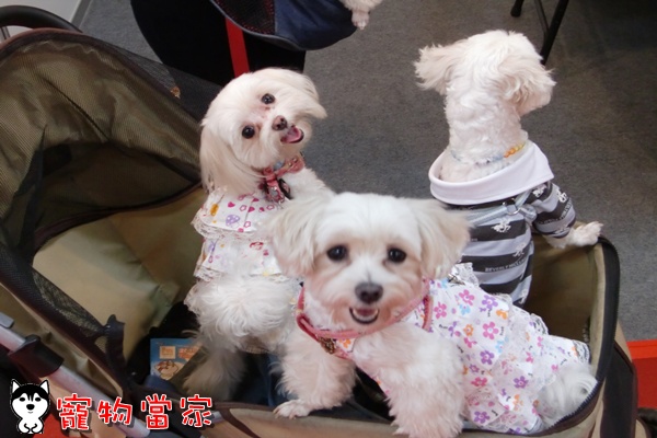 哈士奇居家清潔公司-寵物當家-2010寵物用品展24.JPG