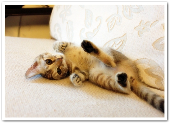 【寵物 影片】到底是Bunny玩逗貓棒還是都貓棒玩Bunny？1.JPG