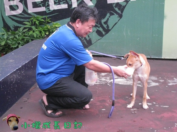 哈士奇居家清潔公司-寵物當家-小摺與哈士奇爸拔3.JPG