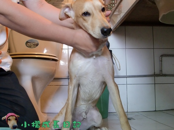 哈士奇居家清潔公司-寵物當家-小摺洗香香4.JPG