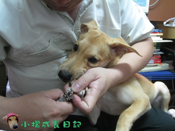 哈士奇居家清潔公司-寵物當家-小摺與哈士奇爸拔9.JPG