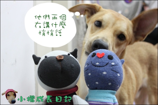 哈士奇居家清潔公司-寵物當家-小摺與襪子娃娃6.JPG