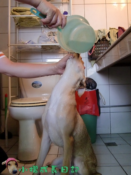 哈士奇居家清潔公司-寵物當家-小摺洗香香11.JPG