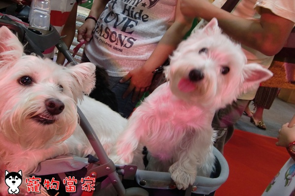 哈士奇居家清潔公司-寵物當家-2010寵物用品展29.JPG
