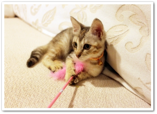 【寵物 影片】到底是Bunny玩逗貓棒還是都貓棒玩Bunny？4.JPG