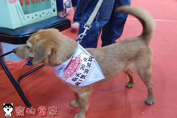 哈士奇居家清潔公司-寵物當家-2010寵物用品展4.JPG