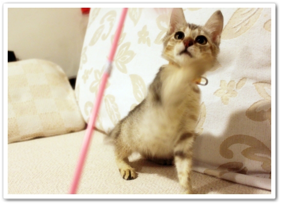 【寵物 影片】到底是Bunny玩逗貓棒還是都貓棒玩Bunny？3.JPG