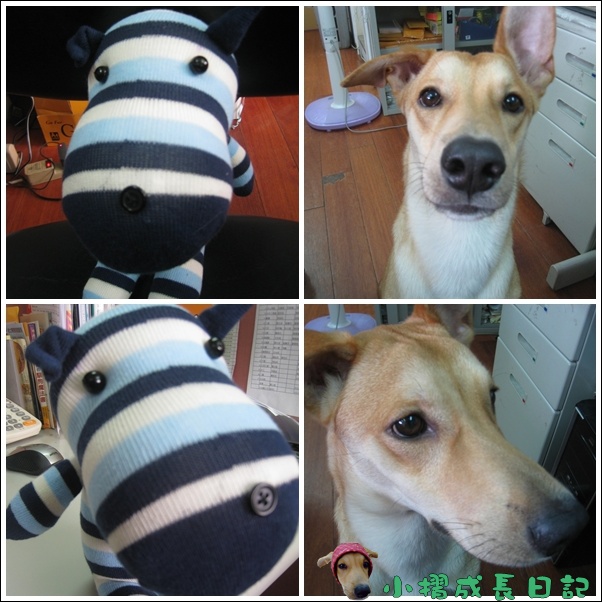 哈士奇居家清潔公司-寵物當家-小摺與小摺襪子娃娃6.jpg