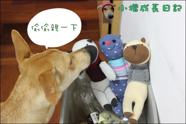 哈士奇居家清潔公司-寵物當家-小摺與襪子娃娃8.JPG