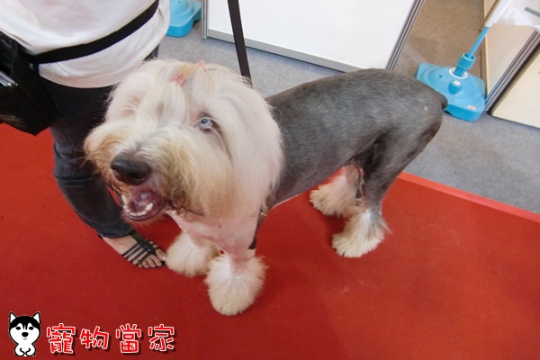 哈士奇居家清潔公司-寵物當家-2010寵物用品展27.JPG