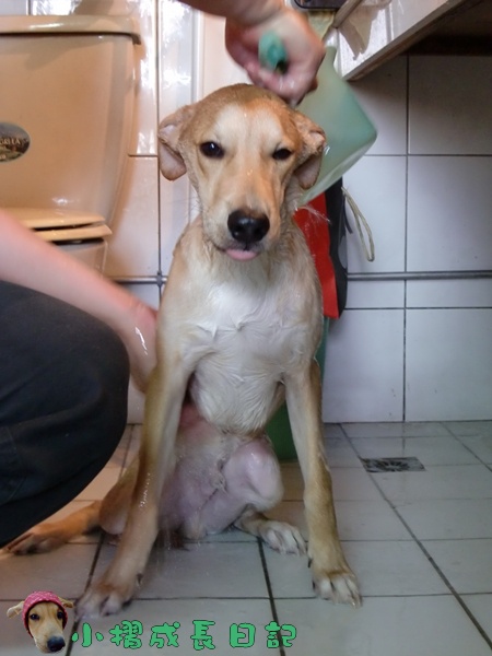 哈士奇居家清潔公司-寵物當家-小摺洗香香9.JPG