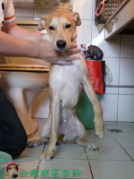 哈士奇居家清潔公司-寵物當家-小摺洗香香6.JPG