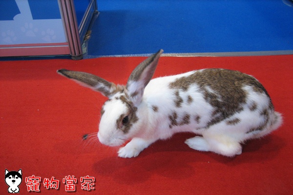 哈士奇居家清潔公司-寵物當家-2010寵物用品展28.jpg