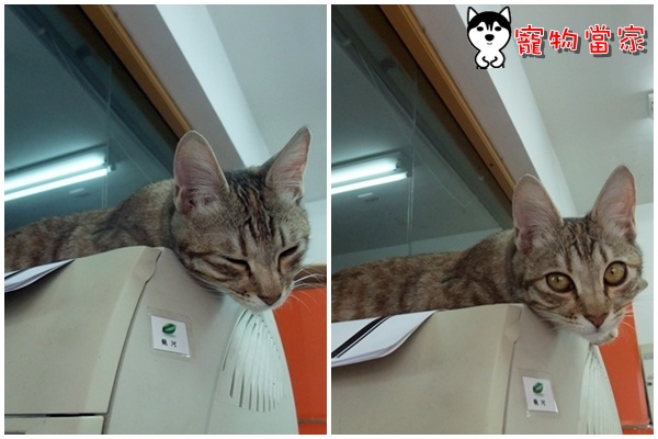 哈士奇居家清潔公司-寵物當家-Bunny的休閒活動時間1.jpg 哈士奇居家清潔公司-寵物當家-Bunny的休閒活動時間1.jpg