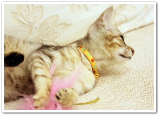 【寵物 影片】到底是Bunny玩逗貓棒還是都貓棒玩Bunny？2.JPG