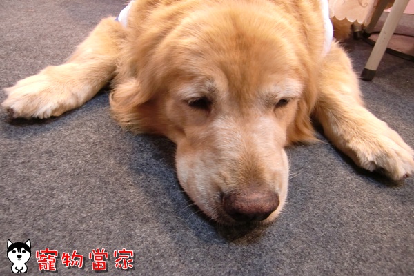 哈士奇居家清潔公司-寵物當家-2010寵物用品展25.JPG