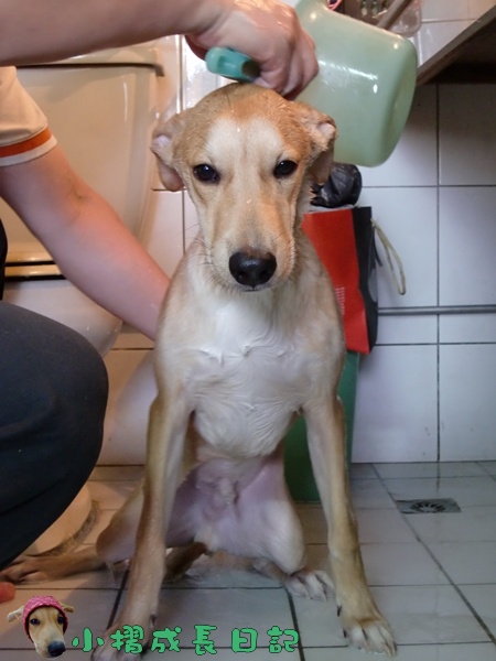 哈士奇居家清潔公司-寵物當家-小摺洗香香10.JPG