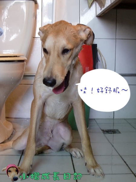哈士奇居家清潔公司-寵物當家-小摺洗香香12.JPG