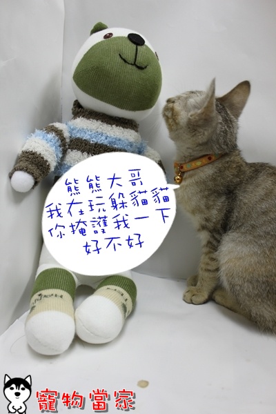哈士奇居家清潔公司-寵物當家-小貓愛玩躲貓貓9.JPG