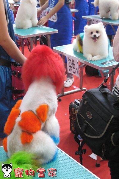哈士奇居家清潔公司-寵物當家-2010寵物用品展37.jpg