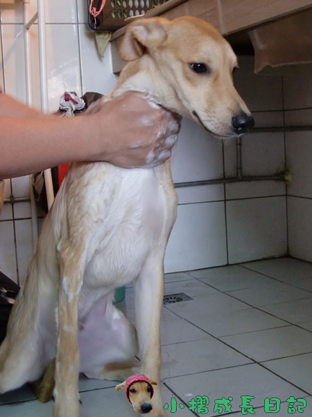哈士奇居家清潔公司-寵物當家-小摺洗香香3.JPG