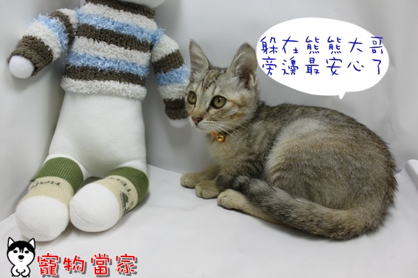 哈士奇居家清潔公司-寵物當家-小貓愛玩躲貓貓10.JPG