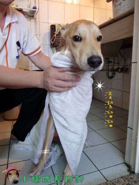 哈士奇居家清潔公司-寵物當家-小摺洗香香13.JPG