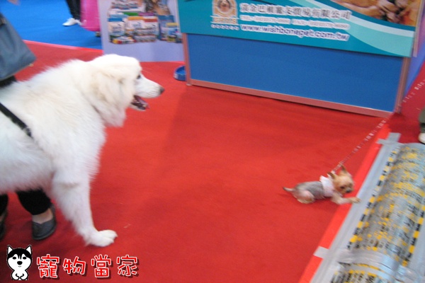 哈士奇居家清潔公司-寵物當家-2010寵物用品展32.jpg