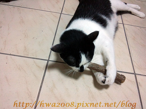 20100920 BIBI玩木天蓼 20100920 BIBI玩木天蓼