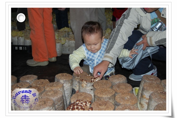 台中新社香菇2008_1109(002)(001).jpg 台中新社香菇2008_1109(002)(001).jpg