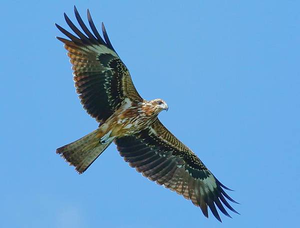 10629721_277210322468123_2088931529326799614_n