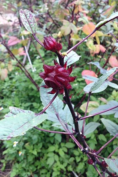 10404452_890682887622655_5395995193058385728_n