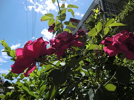 大門口圍牆邊的玫瑰花盛開著 大門口圍牆邊的玫瑰花盛開著