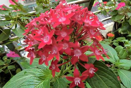 親切的繁星花 親切的繁星花