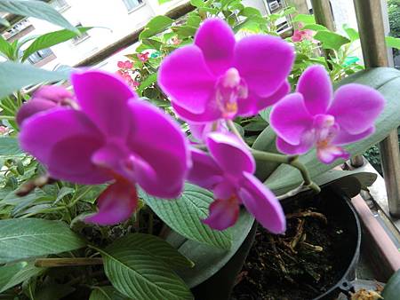 一株小蘭花開出美麗的成串花多 一株小蘭花開出美麗的成串花多