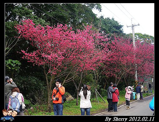 20120211滬尾櫻花大道05.jpg 20120211滬尾櫻花大道05.jpg