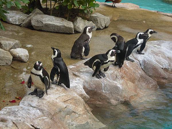 非洲企鵝 非洲企鵝