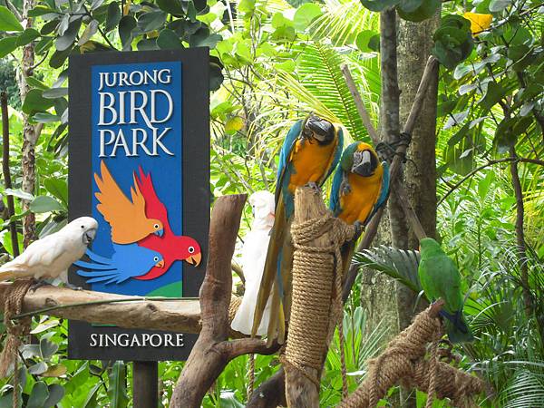 另一款鸚鵡 另一款鸚鵡