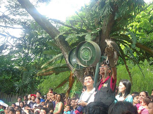 看老鷹表演 看老鷹表演